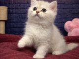 Vonalppet Garantisiyle Muhteşem British Shorthair Yavrulari
