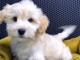Vonalp Pet Garantili Maltipoo Yavrularimiz