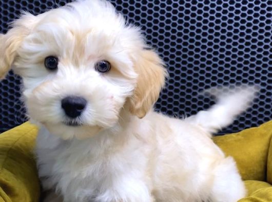 Vonalp Pet Garantili Maltipoo Yavrularimiz