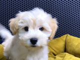Vonalp Pet Garantili Maltipoo Yavrularimiz