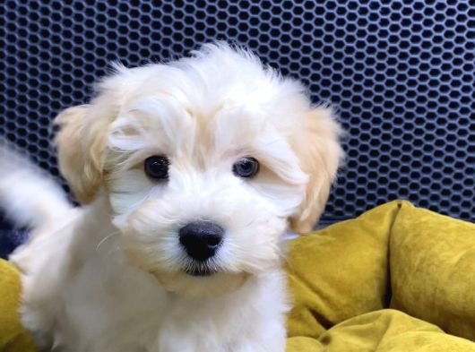 Vonalp Pet Garantili Maltipoo Yavrularimiz görsel