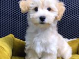 Vonalp Pet Garantili Maltipoo Yavrularimiz