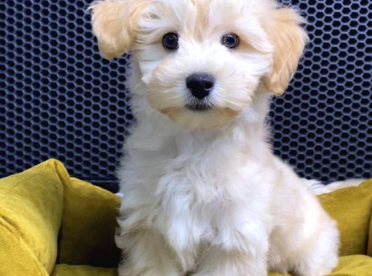 Vonalp Pet Garantili Maltipoo Yavrularimiz görsel