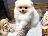 Tedy face pomeranian yavrular