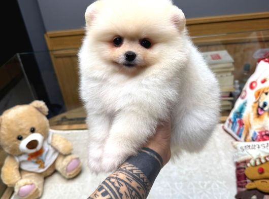 Tedy Face Pomeranian Yavrular