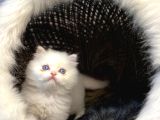Sağlık Garantili Yavrular