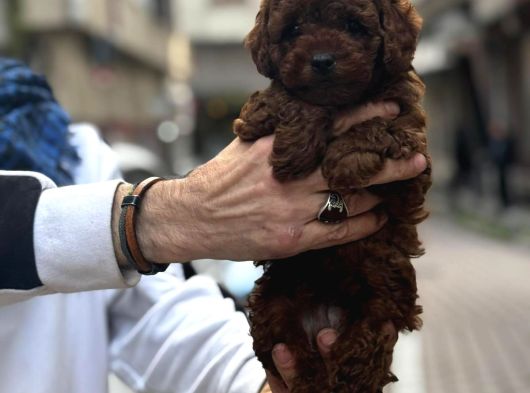 Neşe Kaynağı Poodle Yavrular görsel