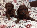 Dişi Ve Erkek Kore Poodle Bebekler