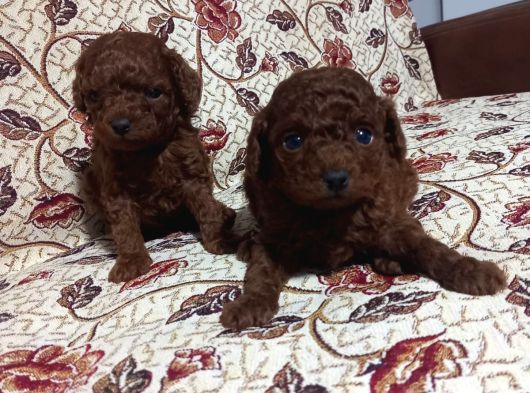 Dişi Ve Erkek Kore Poodle Bebekler görsel