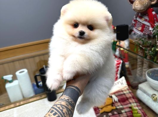 Tedy Face Pomeranian Yavrular görsel