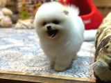 Tedy Face Pomeranian Yavrum Blanck