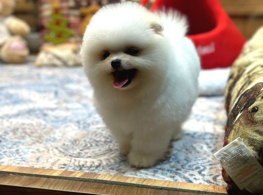 Tedy Face Pomeranian Yavrum Blanck görsel