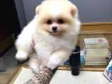 Pomeranian Boo Yavrularımız New