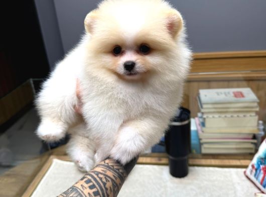 Pomeranian Boo Yavrularımız New görsel