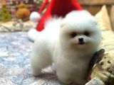 Tedy Face Pomeranian Yavrum Blanck