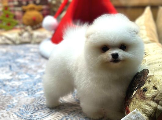 Tedy Face Pomeranian Yavrum Blanck görsel