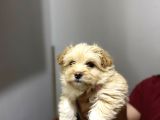 kalite maltipoo yavrularımız