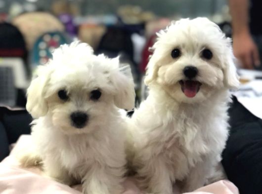 Efsane Güzellikte Vonalp Pet Garantili Maltese Terrier