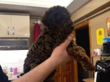 Orji̇nal Toy Poodle  Sizlerle Sadece Renge Bakın
