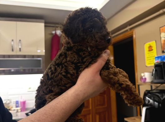 Orji̇nal Toy Poodle  Sizlerle Sadece Renge Bakın görsel