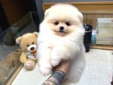 Tedy Face Pomeranian Yavrular