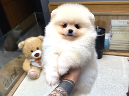 Tedy Face Pomeranian Yavrular görsel