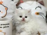 Safkan Beyaz Kedimiz Yeni Yuvasını Arıyor