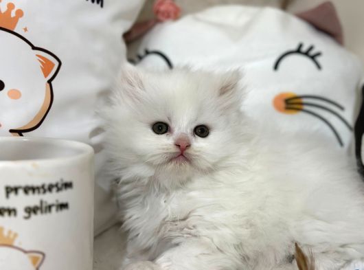 Safkan Beyaz Kedimiz Yeni Yuvasını Arıyor görsel