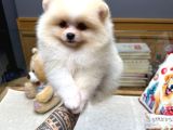 Pomeranian Boo Yavrularımız New