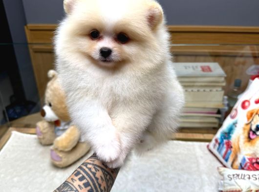 Pomeranian Boo Yavrularımız New görsel