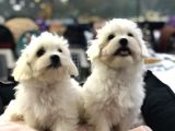Efsane Güzellikte Vonalp Pet Garantili Maltese Terrier