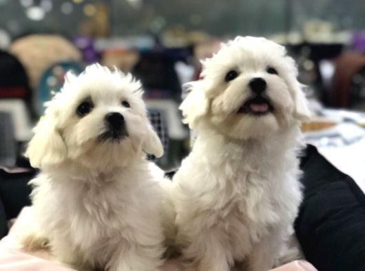 Efsane Güzellikte Vonalp Pet Garantili Maltese Terrier görsel