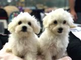 Efsane Güzellikte Vonalp Pet Garantili Maltese Terrier