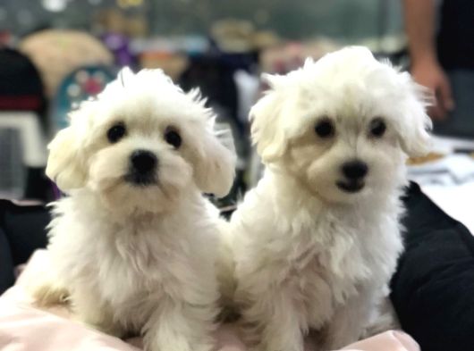 Efsane Güzellikte Vonalp Pet Garantili Maltese Terrier görsel