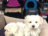 Efsane Güzellikte Vonalp Pet Garantili Maltese Terrier