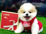 Vonalp Pet Garantili Pomeranian Boo Yavrularimiz