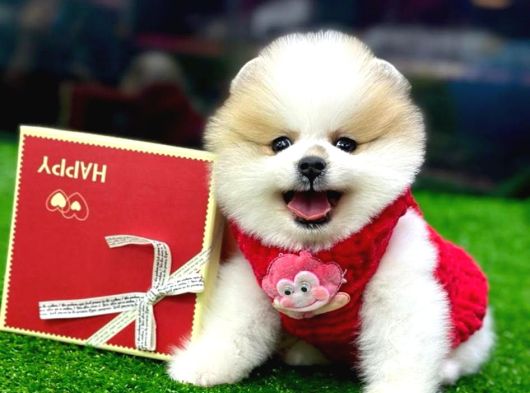 Vonalp Pet Garantili Pomeranian Boo Yavrularimiz