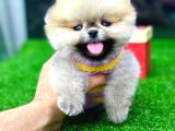 Vonalp Pet Garantili Pomeranian Boo Yavrularimiz