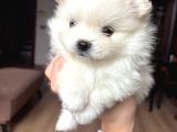 Pomerian 2 ay bebek