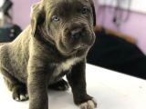 SAFKAN CANE CORSO YAVRULARI