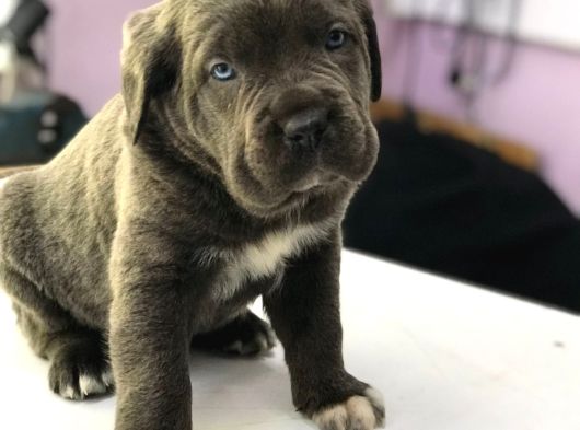 Safkan Cane Corso Yavrulari