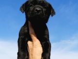 Safkan Cane Corso Yavrulari