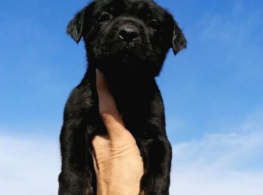 Safkan Cane Corso Yavrulari görsel