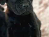 Safkan Cane Corso Yavrulari