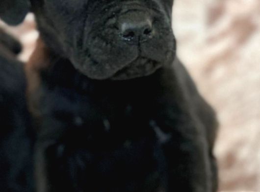 Safkan Cane Corso Yavrulari görsel