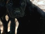 Safkan Cane Corso Yavrulari