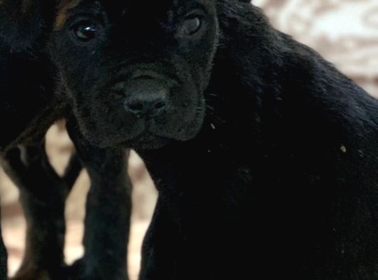 Safkan Cane Corso Yavrulari görsel