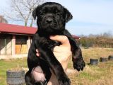 Safkan Cane Corso Yavrulari
