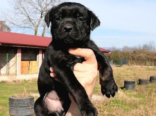 Safkan Cane Corso Yavrulari görsel