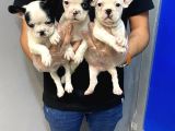 Safkan Fransiz Bulldog Yavrulari